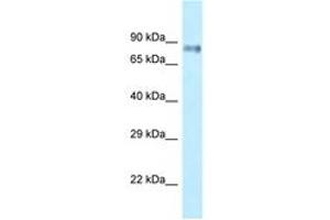 Image no. 1 for anti-Leucine Rich Repeat (In FLII) Interacting Protein 1 (LRRFIP1) (AA 520-569) antibody (ABIN6747875) (LRRFIP1 antibody  (AA 520-569))