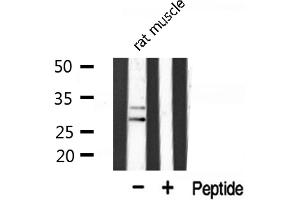 Western blot analysis of COX11 expression in Rat muscle lysate (COX11 antibody  (Internal Region))