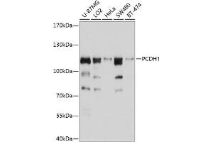 Western blot analysis of extracts of various cell lines, using PCDH1 antibody (ABIN6128581, ABIN6145283, ABIN6145284 and ABIN6214405) at 1:1000 dilution. (Protocadherin 1 antibody  (AA 60-220))