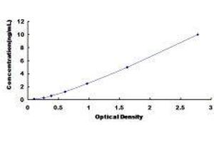 Doublecortin (DCX) ELISA Kit