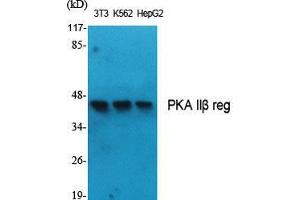 Western Blot (WB) analysis of specific cells using PKA IIbeta reg Polyclonal Antibody. (PKA IIbeta Reg (Thr286) antibody)