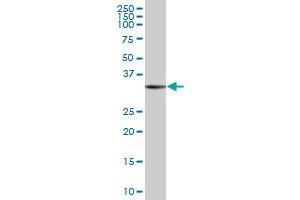 RAD51 MaxPab polyclonal antibody. (RAD51 antibody  (AA 1-339))