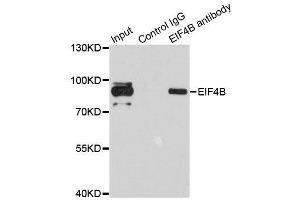 Immunoprecipitation analysis of 200ug extracts of 293T cells using 1ug EIF4B antibody. (EIF4B antibody)