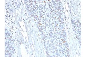 Formalin-fixed, paraffin-embedded human Endometrium stained with Cyclin A2 Mouse Monoclonal Antibody (E67). (Cyclin A antibody)