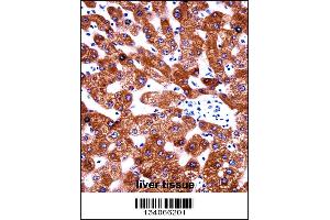 CYB5A Antibody immunohistochemistry analysis in formalin fixed and paraffin embedded human liver tissue followed by peroxidase conjugation of the secondary antibody and DAB staining.