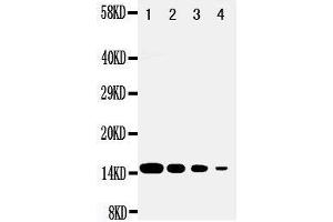 Western Blotting (WB) image for anti-D-Dopachrome Tautomerase (DDT) (AA 99-118), (C-Term) antibody (ABIN3043212) (DDT antibody  (C-Term))