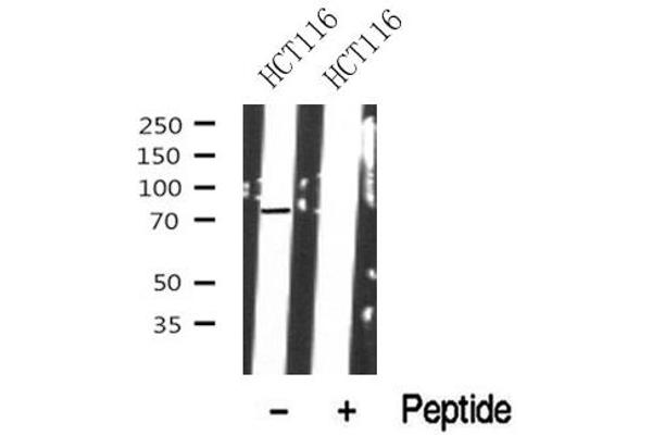 PLK1S1 antibody  (Internal Region)