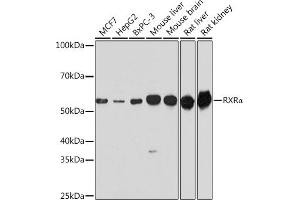 Western blot analysis of extracts of various cell lines, using RXRα antibody (ABIN7269949) at 1:1000 dilution. (Retinoid X Receptor alpha antibody  (AA 1-100))
