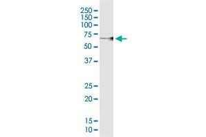 WDR37 MaxPab polyclonal antibody. (WDR37 antibody  (AA 1-494))