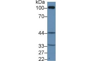 Western Blotting (WB) image for anti-Thromboxane A2 Receptor (TBXA2R) (AA 3-324) antibody (ABIN7435151)