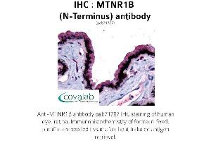 Image no. 1 for anti-Melatonin Receptor 1B (MTNR1B) (Extracellular Domain), (N-Term) antibody (ABIN1737121) (Melatonin Receptor 1B antibody  (Extracellular Domain, N-Term))