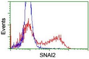 Image no. 2 for anti-Snail Family Zinc Finger 2 (SNAI2) antibody (ABIN1500984) (SLUG antibody)