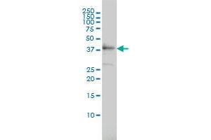 TEX13A monoclonal antibody (M01), clone 3B10 Western Blot analysis of TEX13A expression in HL-60 . (TEX13A antibody  (AA 1-409))