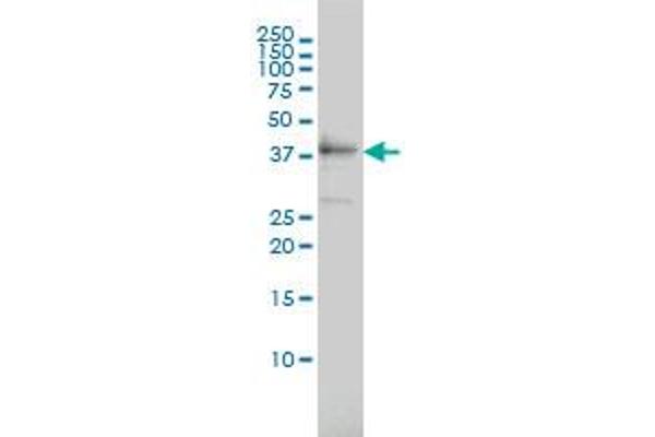 TEX13A anticorps  (AA 1-409)