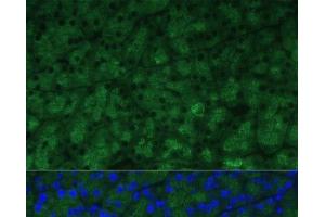 Immunofluorescence analysis of Mouse pancreas using CTRB1 Polyclonal Antibody at dilution of 1:100 (40x lens). (CTRB1 antibody)