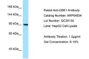 Western Blotting (WB) image for anti-Glucan (1,4-alpha-), Branching Enzyme 1 (GBE1) (N-Term) antibody (ABIN2789854) (GBE1 antibody  (N-Term))