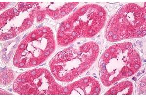 Anti-GNPDA1 antibody IHC staining of human kidney. (GNPDA1 antibody  (AA 100-150))