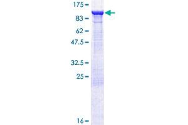 ELMO1 Protein (AA 1-727) (GST tag)