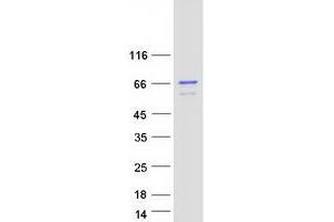 Validation with Western Blot (Cyclin K Protein (CCNK) (Transcript Variant 1) (Myc-DYKDDDDK Tag))