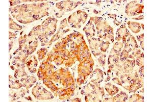 IHC image of ABIN7143895 diluted at 1:300 and staining in paraffin-embedded human pancreatic tissue performed on a Leica BondTM system. (IDUA antibody  (AA 28-653))