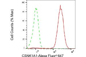 anti-Casein Kinase 1, alpha 1 (CSNK1A1) antibody