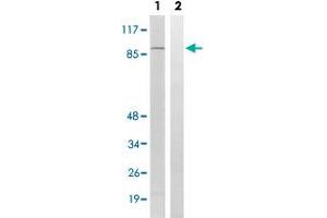 Western blot analysis of Lane 1: Untreated 293 cell lysates, Lane 2: Synthesized peptide treated 293 cell lysates reacted with RPS6KA4 (phospho T568) polyclonal antibody  at 1:500-1:3000 dilution. (MSK2 antibody  (pThr568))