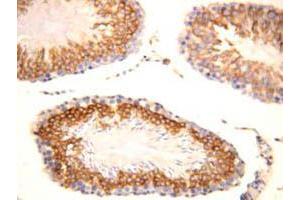 Immunohistochemical staining of FGF8 on formalin fixed, paraffin embedded rat testicle with FGF8 polyclonal antibody .