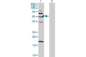 Western Blot analysis of SNX4 expression in transfected 293T cell line by SNX4 MaxPab polyclonal antibody.