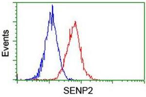Image no. 2 for anti-SUMO1/sentrin/SMT3 Specific Peptidase 2 (SENP2) (AA 139-523) antibody (ABIN1490925) (SENP2 antibody  (AA 139-523))