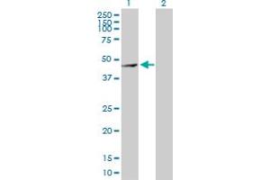 Western Blot analysis of MMP28 expression in transfected 293T cell line by MMP28 MaxPab polyclonal antibody.