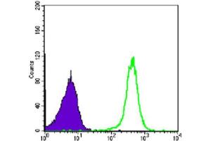 Flow Cytometry (FACS) image for anti-Chromobox Homolog 1 (CBX1) antibody (ABIN1845962) (CBX1 antibody)