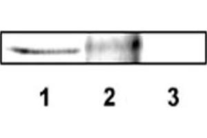 Western blot analysis of DLX4 using DLX4 polyclonal antibody .