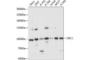 Western blot analysis of extracts of various cell lines, using ORC1 antibody (ABIN7269110) at 1:1000 dilution. (ORC1 antibody  (AA 696-856))