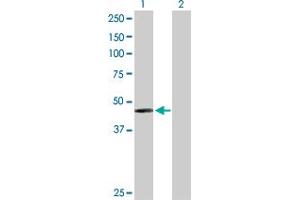 Western Blot analysis of PAH expression in transfected 293T cell line by PAH MaxPab polyclonal antibody. (Phenylalanine Hydroxylase antibody  (AA 1-452))