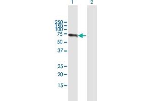 Western Blot analysis of TRAF3IP2 expression in transfected 293T cell line by TRAF3IP2 MaxPab polyclonal antibody. (TRAF3IP2 antibody  (AA 1-565))