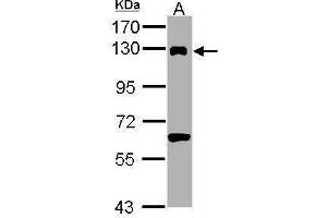 DDB1 antibody  (C-Term)
