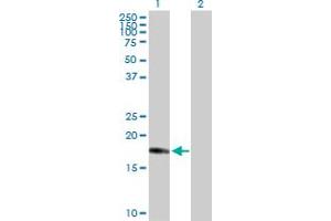 Western Blot analysis of CENPM expression in transfected 293T cell line by CENPM MaxPab polyclonal antibody.