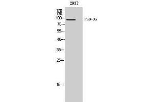 Western Blotting (WB) image for anti-Discs, Large Homolog 4 (Drosophila) (DLG4) (Ser307) antibody (ABIN3186577) (DLG4 antibody  (Ser307))