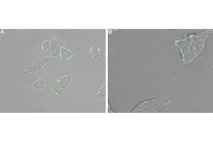 Expression of CXCR5 in human LNCaP cells - Cell surface detection of CXCR5 in intact living human prostate carcinoma (LNCaP) cells. (CXCR5 antibody  (Extracellular, N-Term))