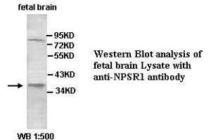 Image no. 2 for anti-Neuropeptide S Receptor 1 (NPSR1) (AA 241-300) antibody (ABIN791223)