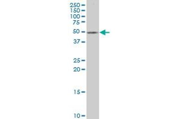 Fukutin antibody  (AA 29-138)