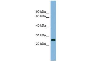 WB Suggested Anti-SRrp35 Antibody Titration:  0.