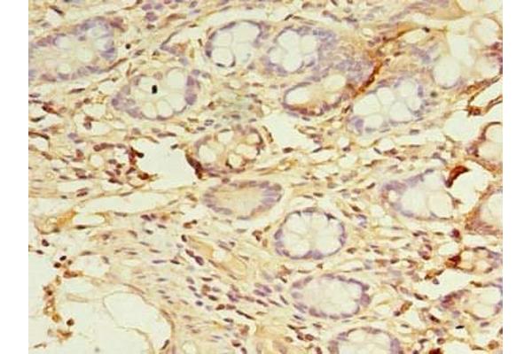 DYRK4 antibody  (AA 201-520)
