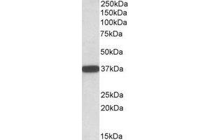 Western Blotting (WB) image for anti-Cytochrome B5 Reductase 3 (CYB5R3) (C-Term) antibody (ABIN2464545) (CYB5R3 antibody  (C-Term))