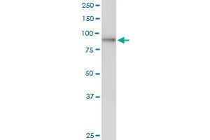 LAS1L MaxPab polyclonal antibody. (LAS1L antibody  (AA 1-734))