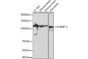 Western blot analysis of extracts of various cell lines, using hnRNP U Rabbit mAb (ABIN1679689, ABIN3018741, ABIN3018742 and ABIN7101656) at 1:1000 dilution. (HNRNPU antibody)