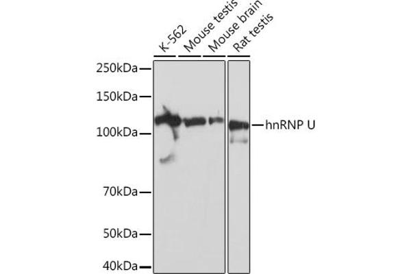 HNRNPU antibody