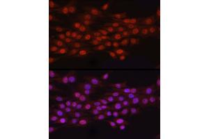 Immunofluorescence analysis of PC-12 cells using N6 Rabbit pAb (ABIN6131779, ABIN6144314, ABIN6144315 and ABIN6223027) at dilution of 1:100 (40x lens). (N6AMT1 antibody  (AA 1-186))