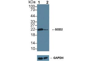 Knockout Varification: ;Lane 1: Wild-type Hela cell lysate; ;Lane 2: SOD2 knockout Hela cell lysate; ;Predicted MW: 25kDa ;Observed MW: 22kDa;Primary Ab: 1µg/ml Rabbit Anti-Rat SOD2 Antibody;Second Ab: 0.