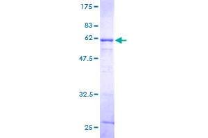 POLR2C Protein (AA 1-275) (GST tag)